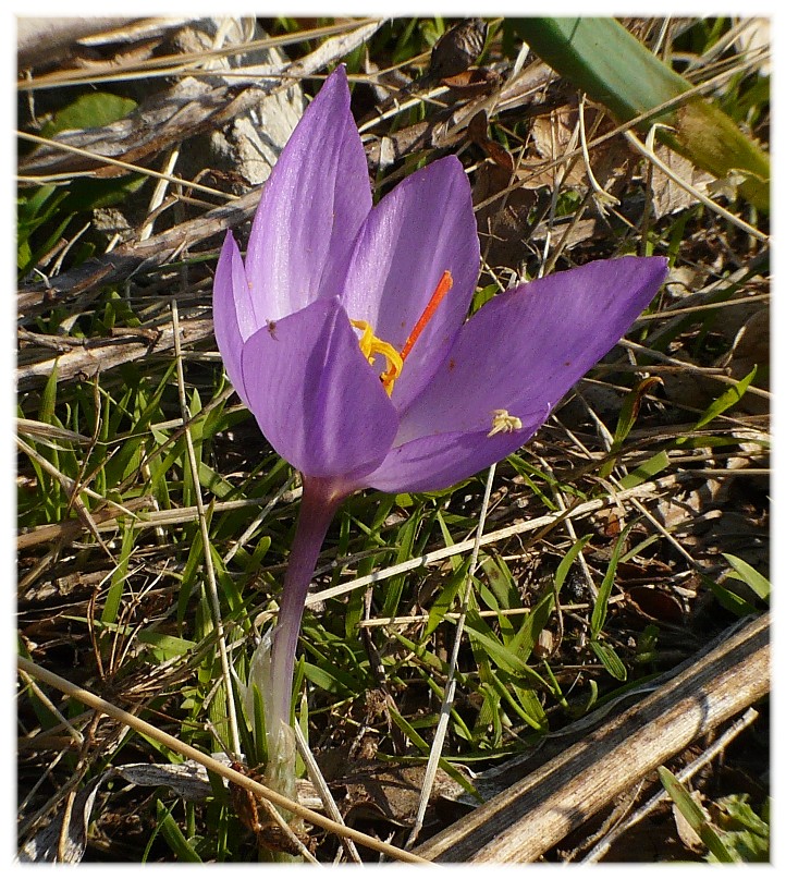 Crocus longiflorus